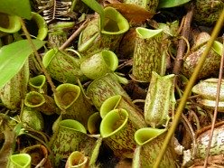 Pitcher plants