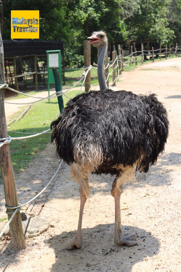 Pd Ostrich Show Farm Port Dickson