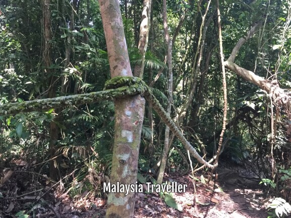 Bukit Engku Busu Solo Redah Lumut Perak