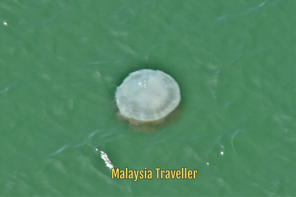 Butterworth to Penang Ferry jelly fish