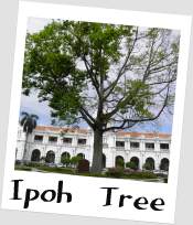 Ipoh Tree