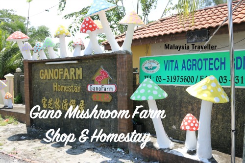 Gano Mushroom Farm