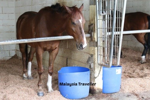 Selangor Turf Club Riding School - STC Equestrian & Sports 