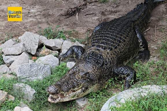 Melaka Crocodile Park - Malaysia Traveller Review