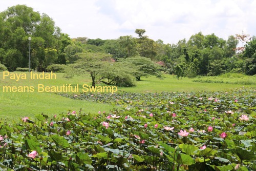 Paya Indah Wetlands Eco Tourism Near Putrajaya Malaysia